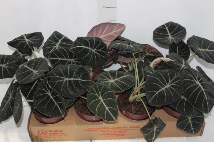 <h4>ALOCASIA BLACK P12</h4>