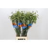 Chasmanthium Green