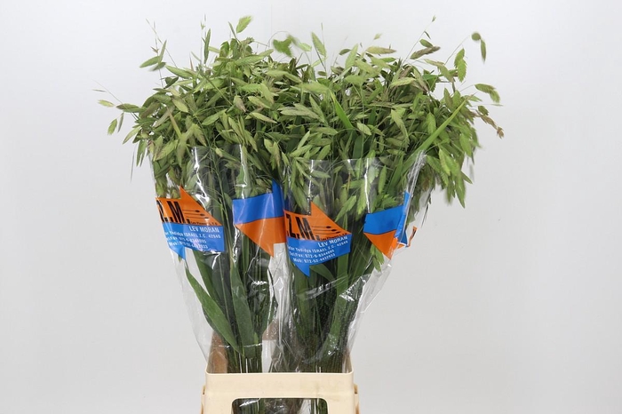 <h4>Chasmanthium Green</h4>
