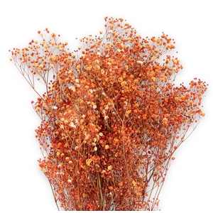 Gypsophila orange pres.