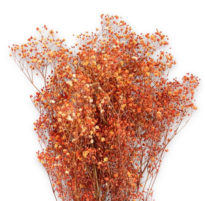 <h4>Gypsophila orange pres.</h4>