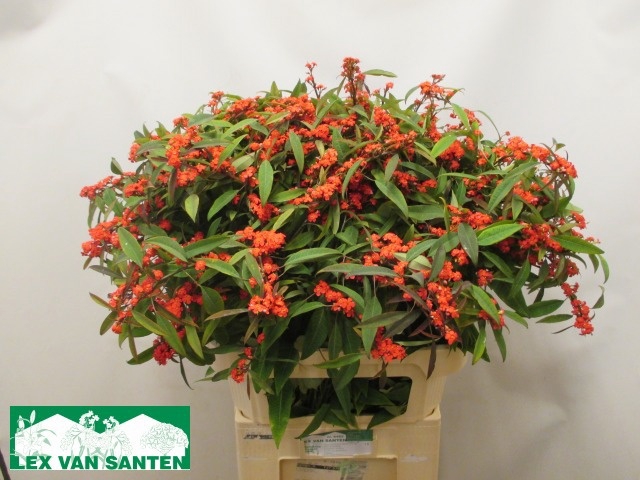 <h4>EUPH F T MARIELLE</h4>