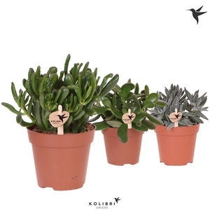 Kolibri Greens Succulenten Crassula mix