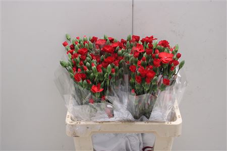 <h4>Di Solomio Symly Love</h4>