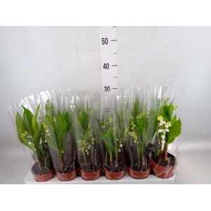 Convallaria majalis