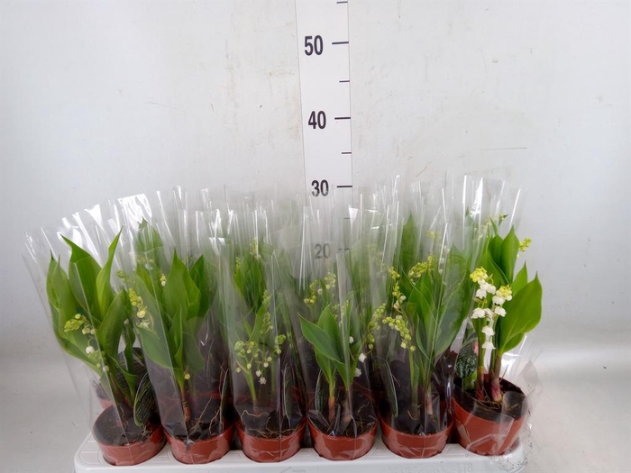 <h4>Convallaria majalis</h4>