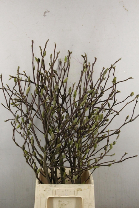 MAGNOLIA SOULANGEANA 100CM