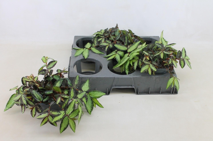 <h4>PELLIONIA REPENS</h4>