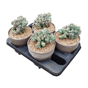 MYRTILLOCACTUS GEOMETRIZANS CRESTATO (GRAFTED) - TERRACOTTA POT Ø 15 - TRAY 4 PCS (CACTUS)