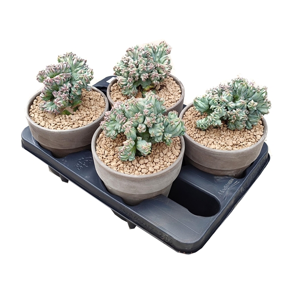 <h4>MYRTILLOCACTUS GEOMETRIZANS CRESTATO (GRAFTED) - TERRACOTTA POT Ø 15 - TRAY 4 PCS (CACTUS)</h4>