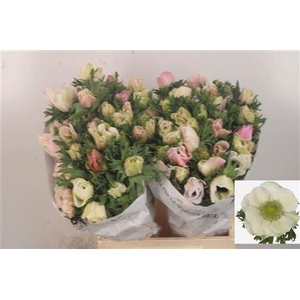 Anemone Mistral White