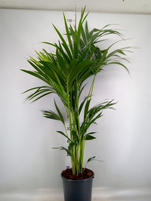 <h4>Howea forsteriana</h4>