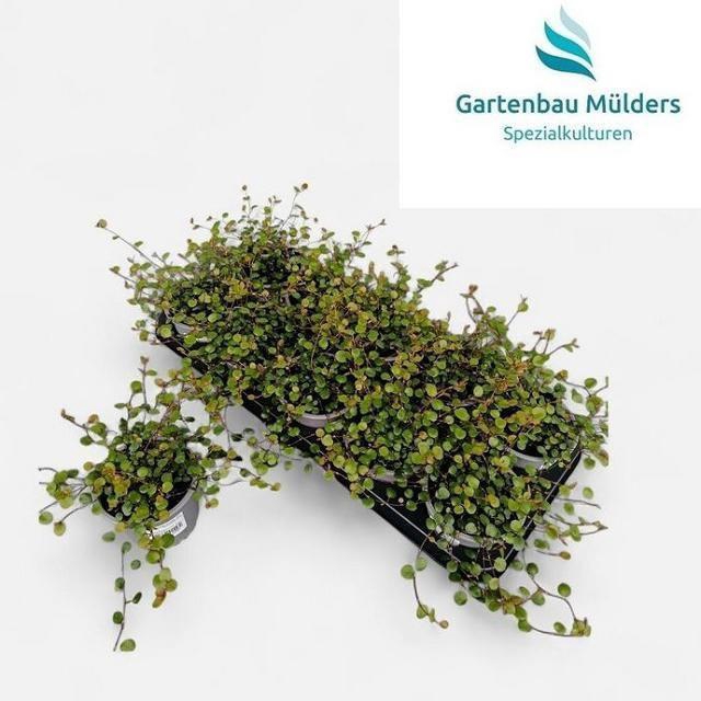 <h4>MUEHLENBECK CO MAORI</h4>