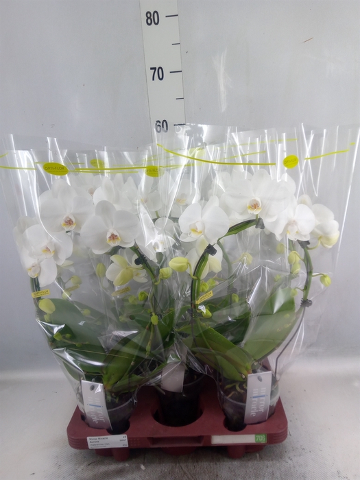 <h4>Phalaenopsis   ...white</h4>