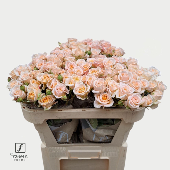 <h4>Rosa TR 'Morning Star' FRANSEN</h4>