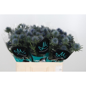 Eryng Magnetar Qstar