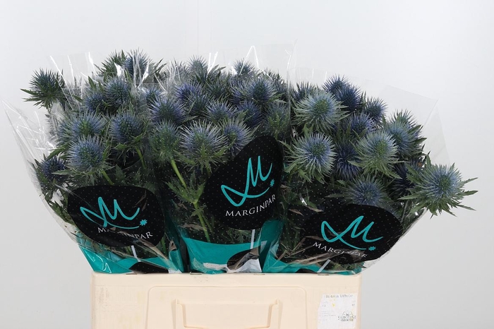 <h4>Eryng Magnetar Qstar</h4>