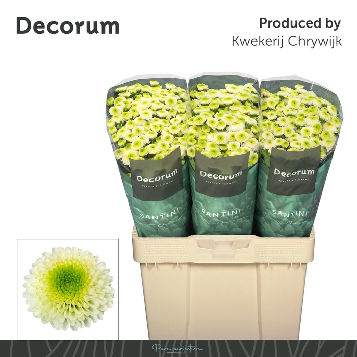 <h4>CHR S MAVERICK WHITE</h4>