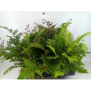 Ferns   ...mix