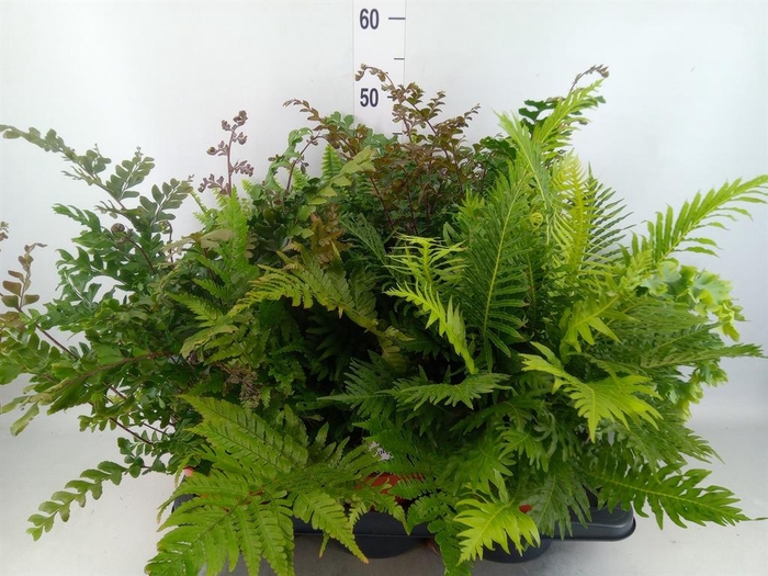 Ferns   ...mix