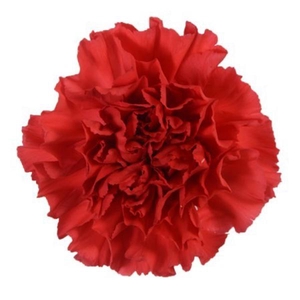DI ST RED MAGIC
