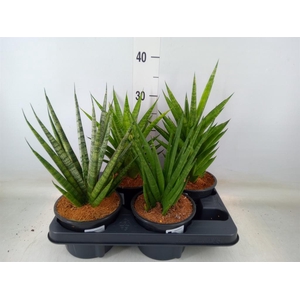 Sansevieria cyl.  ...