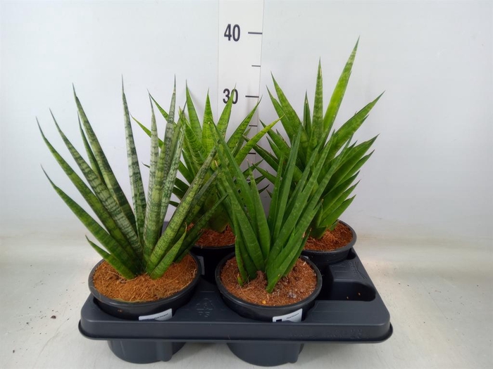 <h4>Sansevieria cyl. ...</h4>