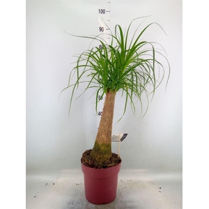 Beaucarnea recurvata