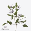 Clematis amazing miami