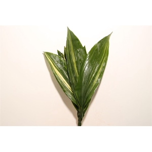 Aspidistra 60cm