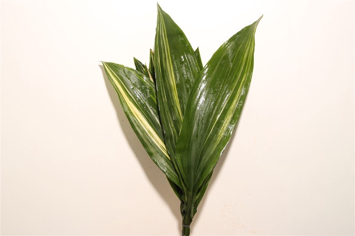 <h4>Aspidistra 60cm</h4>