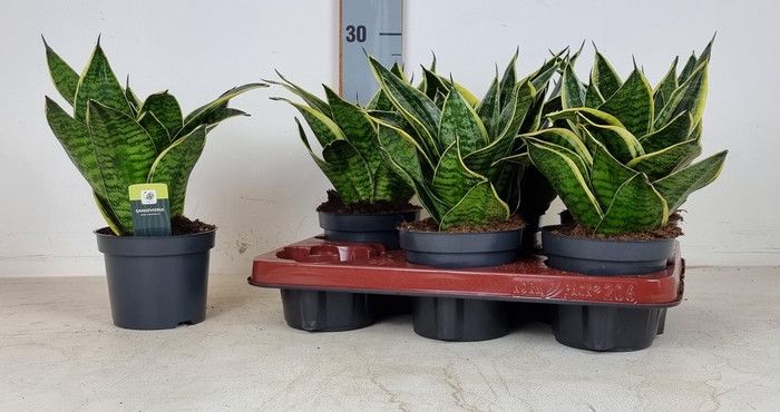 <h4>SANSEV LAURENTII</h4>