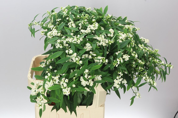 <h4>Euphorbia F T Quicksilver</h4>