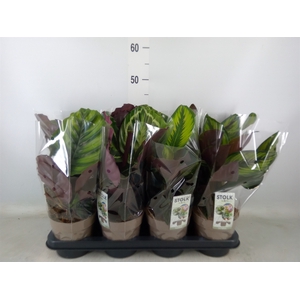 Calathea   ...mix 4