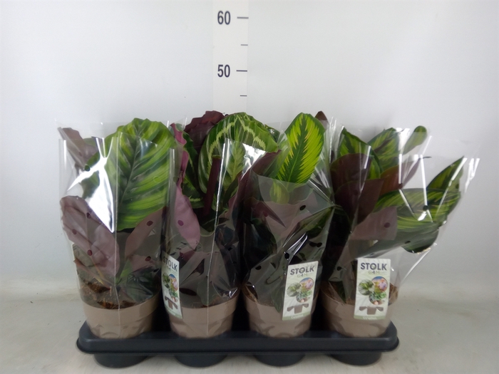 <h4>Calathea   ...mix 4</h4>