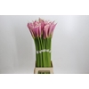 Zantedeschia Eydolls Purple Pink