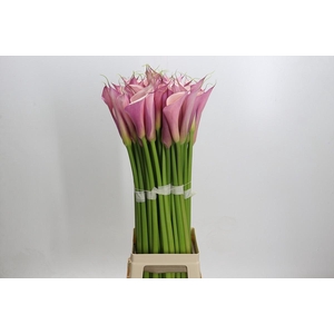 Zantedeschia Eydolls Purple Pink