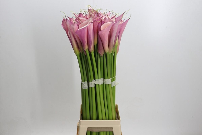 Zantedeschia Eydolls Purple Pink