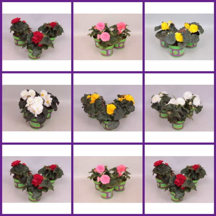 Begonia tub. Divers