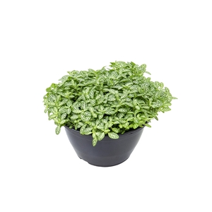 FITONIA C13 MINI
