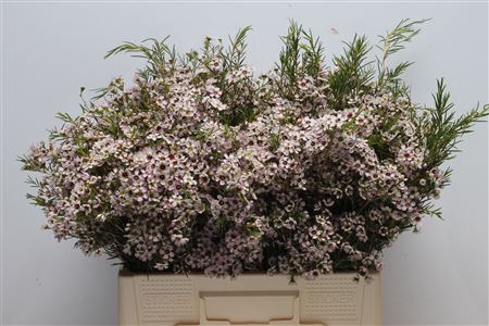 <h4>Chamelauc Mb Orchid</h4>