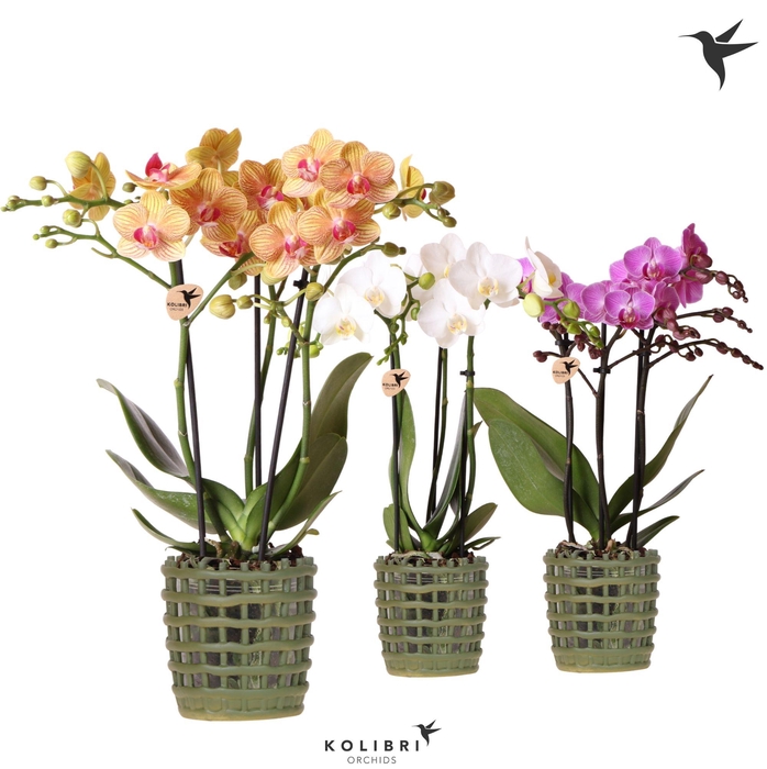 <h4>Kolibri Orchids Phalaenopsis mix 3 spike in Mesh pot green</h4>