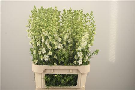 <h4>Delph Rids White</h4>