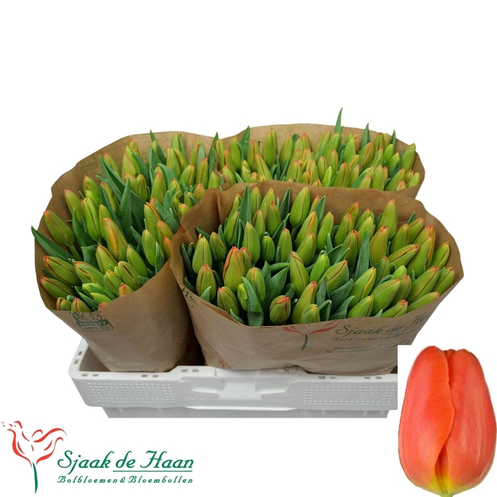 <h4>TU EN ORANGE JUICE</h4>