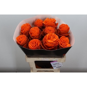 Brassica Wx (ex) Oranje