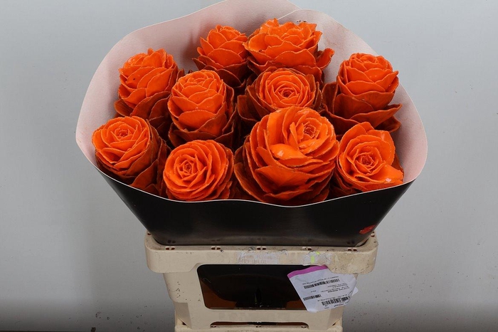 <h4>Brassica Wx (ex) Oranje</h4>