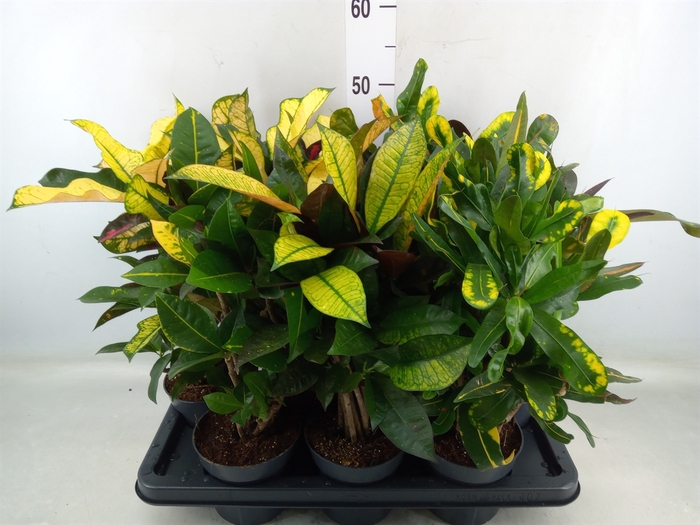 <h4>Codiaeum var. GR   ...mix</h4>