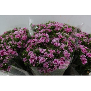 Di Barb Doblino Fantasia