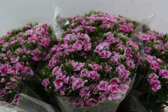 <h4>Di Barb Doblino Fantasia</h4>