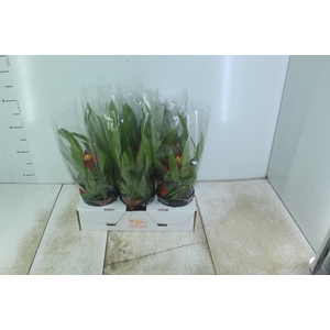 GUZMANIA MINOR P12 VARIADO